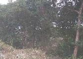 Terre