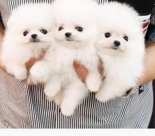 Dogs & Puppies